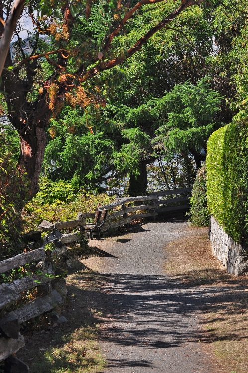 tree-lined lane